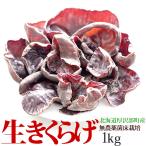 生 きくらげ 国産 1kg 北海道厚沢部町産 無農薬 ビタミンD 菌床 栽培