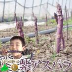 [ предварительный заказ распродажа ] иллюзия. супер очень толстый 4L фиолетовый спаржа 4L размер 2kg(1kg коробка .2 шт совместно доставка ) Hokkaido производство лиловый спаржа прямая поставка от производителя aspala подарок ваш заказ 