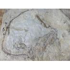 ��������颡����ʪ�۵�� �᥽�����륹 ���� ͢�����ػ߲� ���꺤���� Ķ���� ��32cm��27cm COA (�ݾڽ�)�� ������ǽ