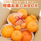 【 優良配送 】 お試し 旬 の 柑橘 お楽しみ BOX お取り寄せ 詰合せ 即日発送 お届け日指定