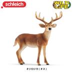 オジロジカ オス 動物フィギュア Wild Life ワイルドライフ 14818 Schleich シュライヒ