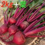 [ высота сахар раз Be tsu( лист имеется )2kg] пестициды не использование! Chiba префектура юг . общий город производство * отправка этот день ...!!