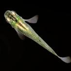(メダカ) 鳳凰めだか 稚魚(SS〜Sサイズ) 10匹セット / 鳳凰 ヒカリ ホタル 淡水魚