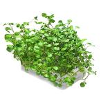 リビングファーム ミニ水耕菜園キットBC クレソン 栄