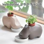 種、種子の栽培キット
