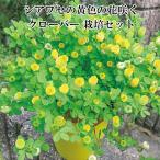 シアワセの黄色の花咲くクローバー 栽培セット 「即納」 栽培キット クローバー 栽培 植物 かわいい プレゼント グリーン インテリア 置物 グッズ