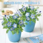 空色の花 ネモフィラ 栽培セット 「即納」 栽培キット 栽培 花 植物 セット キット かわいい プレゼント グリーン インテリア 置物 グッズ