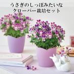 うさぎの耳みたいなビオラ栽培セット ビオラ 栽培キット 栽培 花 植物 セット キット かわいい プレゼント グリーン インテリア 置物 グッズ