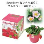 栽培キット Strawberry ピンクの花咲く ストロベリー栽培キット 栽培セット イチゴ いちご 苺 果物 フルーツ 野菜 インテリア 置物 グッズ