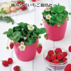 栽培セット 摘みたていちご Strawberry 栽培キット ストロベリー イチゴ いちご 苺 果物 かわいい フルーツ 野菜 おしゃれ 家庭菜園 観葉植物 花 グリーン