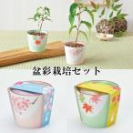 栽培キット 盆彩栽培セット 「即納」 盆栽 ミニ盆栽 桜 さくら 紅葉 もみじ 栽培セット 植物 グリーン インテリア 置物 グッズ