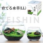栽培キット 育てる水草(LL) 栽培セット 水草 種 流木 植物 かわいい おしゃれ ギフト グリーン インテリア 置物 グッズ