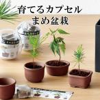 栽培キット 育てるカプセル まめ盆栽 栽培セット 盆栽 植物 グリーン ケヤキ モミジ 赤松 黒松 紅葉 もみじ 松 欅 かわいい おしゃれ ギフト インテリア