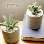 merusi-yu/ MERCYU MRU-73 кактус. Lead диффузор nordic коллекция подлинный товар. суккулентное растение. подобный возможно love казаться Lead диффузор 