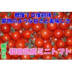 2026 годовой объем предварительный заказ вся сумма возвращение денег гарантия ..808 мини помидоры 250g. имеется Petit Toma to фрукты помидор Wakayama производство 