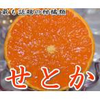 ショッピングせとか 2025年3月分予約 せとか 約1.2kg 4~12個入 バラ詰め みかん ミカン 蜜柑