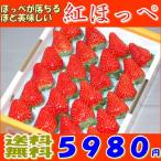 【100円OFFクーポン対象】送料無料 紅ほっぺ 20〜28粒前後 約700g 化粧箱入 贈答向け秀品 1月中旬以降の発送予定送料込