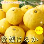 2025年3月分予約 最高糖度15度 訳あり 愛媛産 減農薬 はるか 約3kg 加工用 みかん 産地直送 ore 大三島 日向夏 ニューサマーオレンジ