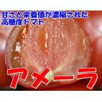 甘さと栄養価が濃縮された高糖度トマト アメーラ 1kg 8~12個 産地化粧箱入 * ふるさと納税 ではありません