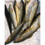 高知 四万十川産 天然 鮎 約500g 約6~8尾入 あゆ アユ 産地直送 * ふるさと納税 ではありません