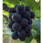 9月分予約 岡山産 ぶどう オーロラブラック 1kg 2房 贈答用 赤秀 化粧箱入 ブドウ 葡萄 産地直送 * ふるさと納税 ではありません