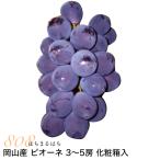 2026 год 9 месяц минут предварительный заказ Okayama производство виноград pio-ne1.8kg 3~5. синий превосходящий несессер входить виноград .. прямая поставка от производителя *..... налог нет 