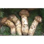  местного производства сосна . сверху ...400g входить Nagano .... matsutake прямая поставка от производителя 
