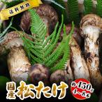 10月分予約 国産 松茸 中つぼみ(半開き) 450g前後 4~8本程度 まつたけ マツタケ 岡山 ギフト * ふるさと納税 ではありません