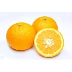 2026年3月分予約 訳あり 有機JAS 佐賀県産 甘夏 みかん 約3.8kg サイズ混合 あまなつ アマナツ 産地直送 * ふるさと納税 ではありません