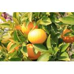 ショッピングふるさと納税 訳あり 無農薬 早生 はっさく 八朔小玉  約8kg 愛媛 サイズ混合 産地直送 * ふるさと納税 ではありません