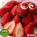 2026年分予約 減農薬 徳島産 よつぼし/やよいひめ 苺 いちご 贈答用 大粒12〜18玉 400g 化粧箱入 産地直送 * ふるさと納税 ではありません