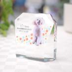  мемориальная табличка домашнее животное memorial стекло. мемориальная табличка crystal Full color печать KP3U