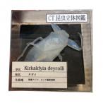 CT насекомое чертеж с одним представлением .tagame