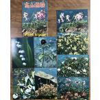 ( открытка с видом 566) альпийские растения 8 листов пакет есть Showa 