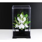 新盆 初盆 プリザーブドフラワー 仏花 お供え花 ブリザードフラワー 供花 アレンジメント アートフォーシーズン【クリアケース付き・1号サイズ 胡蝶蘭 カラー】