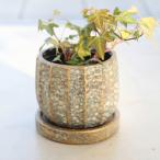  цветочный горшок модный античный merone раунд pot S< туловище часть максимальный наружный диаметр 10.5cm 3 номер дыра есть поддонник имеется серый Gold цемент посадочная машина салон много мясо декоративное растение 