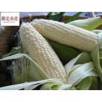  утро .. белый кукуруза 8шт.@ Hokkaido производство / прямая поставка от производителя / включая доставку [ день доставки указание не возможно / доставка 9 месяц сверху . до *9 месяц после стать случается ] подарок . покупка T365