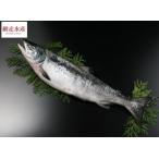 055 特上新巻鮭 1本・2.3〜2.7kg /切身ではなく一本ものとなります ギフト 贈答 プレゼント お祝い