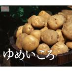 ��߂�����i���Ⴊ�����j 10kg�@�Y�n����/���������z�B���w��s�E������9�����ȍ~�`�� �����p �v���[���g F676