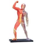 入学祝い 科学おもちゃサイエンストイ 教材 立体パズル4D Vision 人体 筋肉と骨格解剖モデル 自由研究 キット