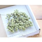 перец Berry * консервированный [ небольшое количество .]( прозрачный зеленый ) материалы для цветочной композиции консервированный цветок ручная работа материалы материал бесплатная доставка 