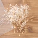 [ небольшое количество .] OC soft Minica smi.( белый ) [ белый ] бесплатная доставка 