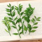 la ska s* консервированный ( свежий зеленый ) 5шт.@ консервированный цветок небольшое количество . материалы для цветочной композиции бесплатная доставка 