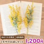 【お試しセット】国産 ミモザ ドライフラワー 2本セット (約15〜20cm) <初めて本商品を購入される方限定> メール便 送料無料