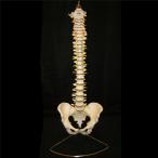 人間の背骨モデル　柔軟な医療解剖学的　プロフェッショナル