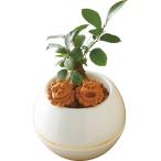 ギフト 母の日 生花 ガジュマルシーサー丸鉢5号鉢産直 送料無料 内祝い お祝い お返し 熨斗 のし対応