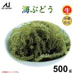 海ぶどう 生 500g A品 生海ぶどう 海ブドウ 沖縄県産 ぷちぷち 食感 おつまみ 沖縄 業務用 サングリーンフレッシュ沖縄 送料無料