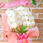 [ День матери ] midi . бабочка орхидея [amabi белка ] 2 шт .. белый 