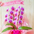 [ День матери ] midi . бабочка орхидея [.. .] 2 шт .. белый 