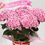 [ День матери ]....[. фиолетовый рубин ] розовый 